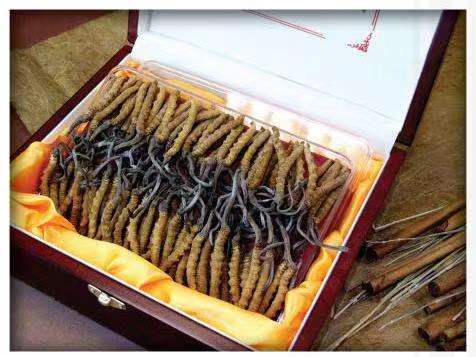 东河镇冬虫夏草回收